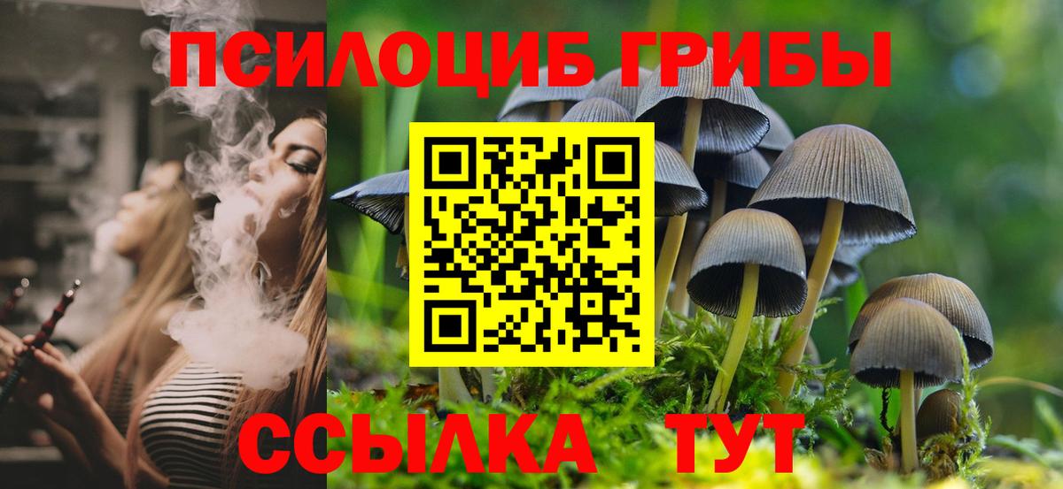 Артём  Псилоцибиновые грибы Psilocybe  Вход с VPN 